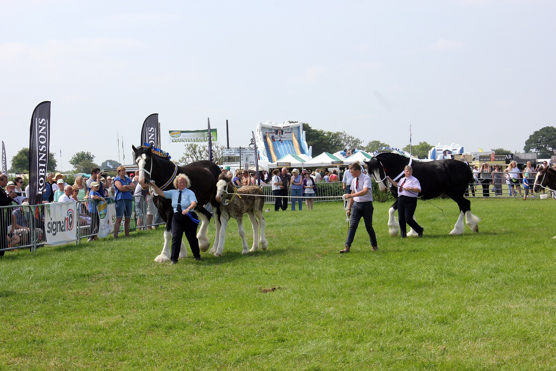 Handlers leading shire horses and a foal around the main ring at the Royal Cheshire County Show, with spectators lining the barriers and showground stands in the distance.