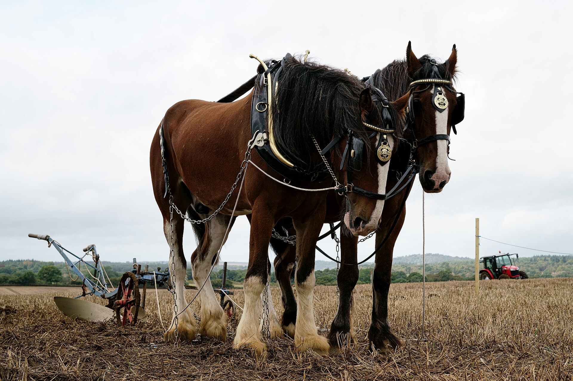 Two Shire horses in polished brass-trimmed harness stand over stubble at the Surrey County Ploughing Match, a vintage trailing plough waiting on the ground behind them.