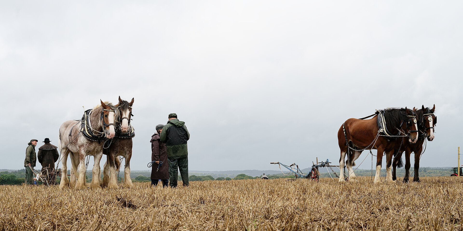 Two pairs of heavy horses in harness stand with their handlers on a stubble field beneath a vast overcast sky at the Surrey County Ploughing Match 2019.